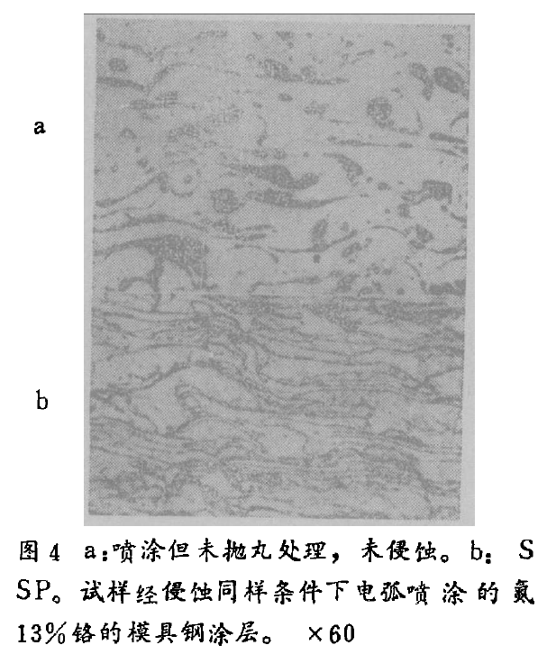 图4 a:喷涂但未抛丸处理,未侵性。b:S SP。试样经俊蚀同样条件下电弧喷涂的氮 13%格的模具钢涂层。x 60